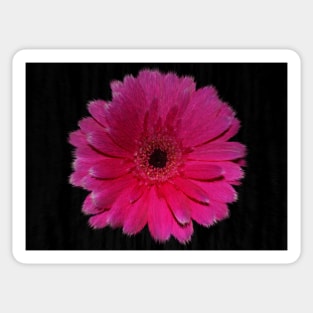 Single Hot Pink Gerbera Sticker